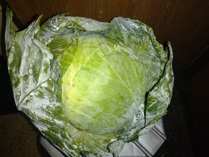 A cabbage head